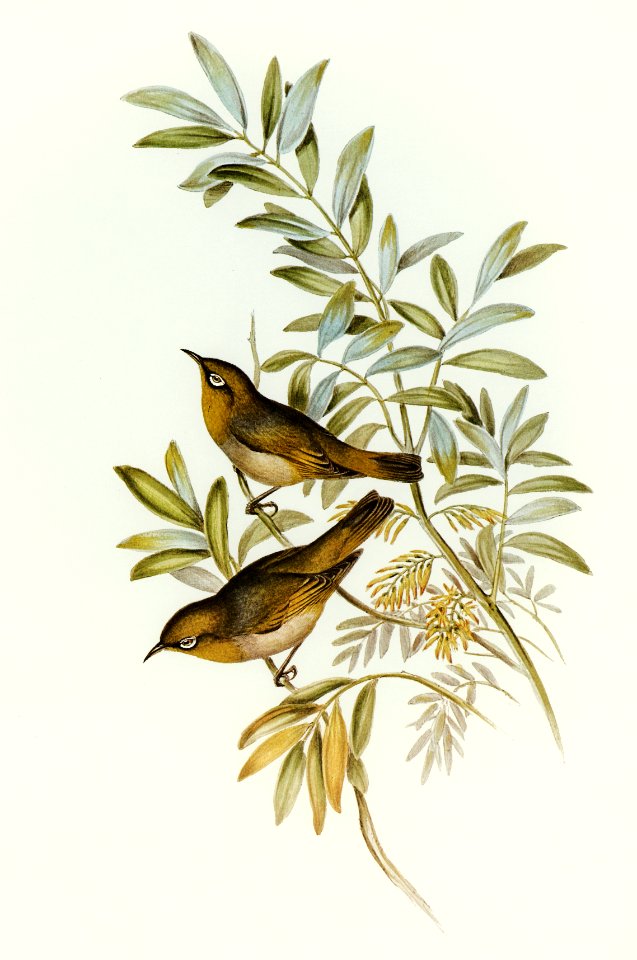 Grey-breasted Zosterops (Zosterops tephropleurus) illustrated by Elizabeth Gould (1804–1841) for John Gould’s (1804-1881) Birds of Australia (1972 Edition, 8 volumes). Digitally enhanced from our own facsimile book (1972 Edition, 8 volumes).