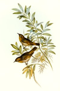 Grey-breasted Zosterops (Zosterops tephropleurus) illustrated by Elizabeth Gould (1804–1841) for John Gould’s (1804-1881) Birds of Australia (1972 Edition, 8 volumes). Digitally enhanced from our own facsimile book (1972 Edition, 8 volumes).