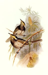 Fasciated Honey-eater (Ptilotis fasciogularis) illustrated by Elizabeth Gould (1804–1841) for John Gould’s (1804-1881) Birds of Australia (1972 Edition, 8 volumes). Digitally enhanced from our own facsimile book (1972 Edition, 8 volumes).