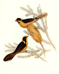 Helmeted Honey-eater (Ptilotis cassidix) illustrated by Elizabeth Gould (1804–1841) for John Gould’s (1804-1881) Birds of Australia (1972 Edition, 8 volumes). Digitally enhanced from our own facsimile book (1972 Edition, 8 volumes).