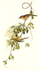 Fuscous Honey-eater (Ptilotis fusca) illustrated by Elizabeth Gould (1804–1841) for John Gould’s (1804-1881) Birds of Australia (1972 Edition, 8 volumes). Digitally enhanced from our own facsimile book (1972 Edition, 8 volumes).