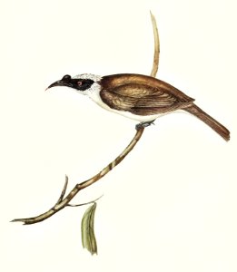 Silvery-crowned Friar Bird (Tropidorhynchus argenticeps) illustrated by Elizabeth Gould (1804–1841) for John Gould’s (1804-1881) Birds of Australia (1972 Edition, 8 volumes). Digitally enhanced from our own facsimile book (1972 Edition, 8 volumes).. Free illustration for personal and commercial use.