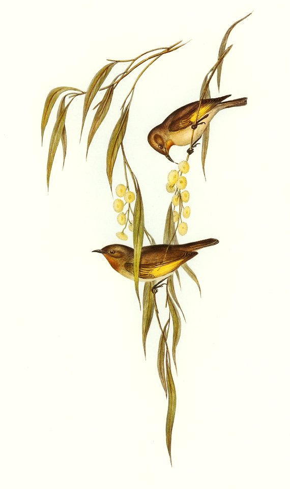 Red-throated Honey-eater (Entomophila rufogularis) illustrated by Elizabeth Gould (1804–1841) for John Gould’s (1804-1881) Birds of Australia (1972 Edition, 8 volumes). Digitally enhanced from our own facsimile book (1972 Edition, 8 volumes).