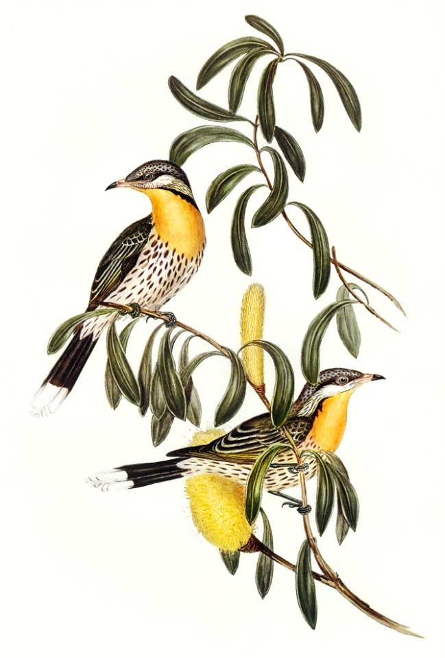 Spiny-cheeked Honey-eater (Acanthogenys rufogularis) illustrated by Elizabeth Gould (1804–1841) for John Gould’s (1804-1881) Birds of Australia (1972 Edition, 8 volumes). Digitally enhanced from our own facsimile book (1972 Edition, 8 volumes).