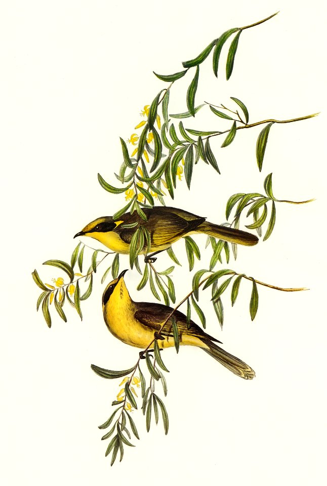 Yellow-tufted Honey-eater (Ptilotis auricomis) illustrated by Elizabeth Gould (1804–1841) for John Gould’s (1804-1881) Birds of Australia (1972 Edition, 8 volumes). Digitally enhanced from our own facsimile book (1972 Edition, 8 volumes).