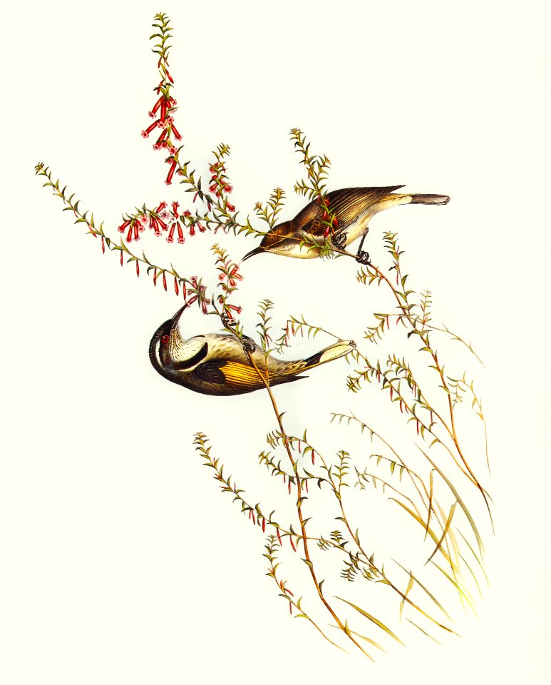Tasmanian Honey-eater (Meliphaga Australasiana) illustrated by Elizabeth Gould (1804–1841) for John Gould’s (1804-1881) Birds of Australia (1972 Edition, 8 volumes). Digitally enhanced from our own facsimile book (1972 Edition, 8 volumes).