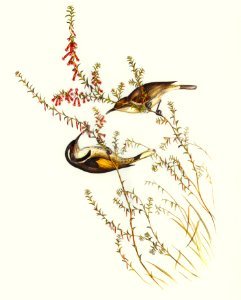 Tasmanian Honey-eater (Meliphaga Australasiana) illustrated by Elizabeth Gould (1804–1841) for John Gould’s (1804-1881) Birds of Australia (1972 Edition, 8 volumes). Digitally enhanced from our own facsimile book (1972 Edition, 8 volumes).. Free illustration for personal and commercial use.