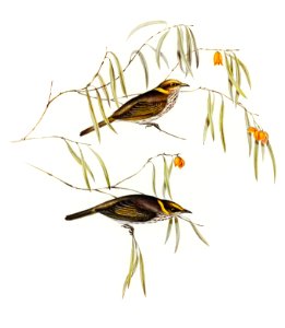 Graceful Honey-eater (Ptilotis ornatus) illustrated by Elizabeth Gould (1804–1841) for John Gould’s (1804-1881) Birds of Australia (1972 Edition, 8 volumes). Digitally enhanced from our own facsimile book (1972 Edition, 8 volumes).
