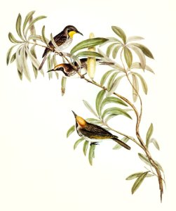 Fulvous-fronted Honey-eater (Glyciphila fulvifrons)) illustrated by Elizabeth Gould (1804–1841) for John Gould’s (1804-1881) Birds of Australia (1972 Edition, 8 volumes). Digitally enhanced from our own facsimile book (1972 Edition, 8 volumes).