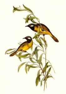 White-eared Honey-eater (Ptilotis leucotis) illustrated by Elizabeth Gould (1804–1841) for John Gould’s (1804-1881) Birds of Australia (1972 Edition, 8 volumes). Digitally enhanced from our own facsimile book (1972 Edition, 8 volumes).