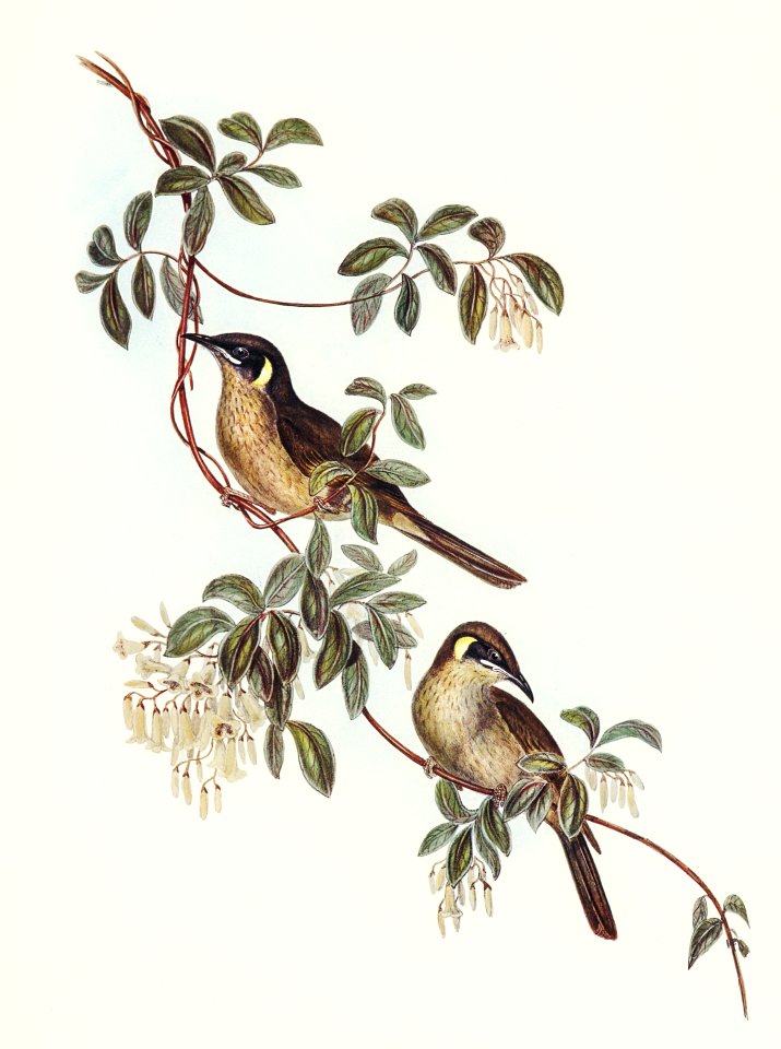 Singing Honey-eater (Ptilotis sonorus) illustrated by Elizabeth Gould (1804–1841) for John Gould’s (1804-1881) Birds of Australia (1972 Edition, 8 volumes). Digitally enhanced from our own facsimile book (1972 Edition, 8 volumes).