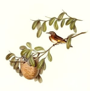 White-throated Honey-eater (Entomophila albogularis) illustrated by Elizabeth Gould (1804–1841) for John Gould’s (1804-1881) Birds of Australia (1972 Edition, 8 volumes). Digitally enhanced from our own facsimile book (1972 Edition, 8 volumes).