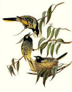 Warty-faced Honey-eater (Zanthomyza Phrygia) illustrated by Elizabeth Gould (1804–1841) for John Gould’s (1804-1881) Birds of Australia (1972 Edition, 8 volumes). Digitally enhanced from our own facsimile book (1972 Edition, 8 volumes).