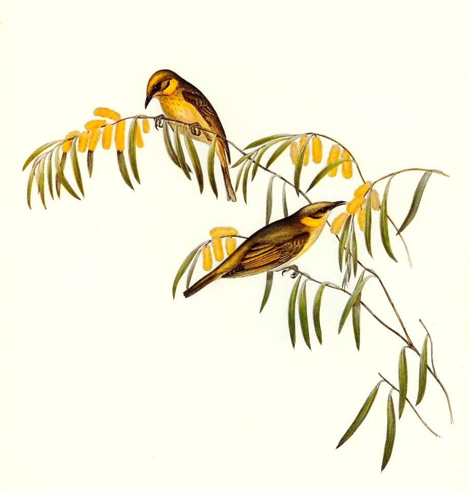 Plumed Honey-eater (Ptilotis plumulus) illustrated by Elizabeth Gould (1804–1841) for John Gould’s (1804-1881) Birds of Australia (1972 Edition, 8 volumes). Digitally enhanced from our own facsimile book (1972 Edition, 8 volumes).