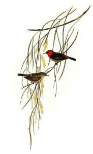 Sanguineous Honey-eater (Myzomela sanguincolenta) illustrated by Elizabeth Gould (1804–1841) for John Gould’s (1804-1881) Birds of Australia (1972 Edition, 8 volumes). Digitally enhanced from our own facsimile book (1972 Edition, 8 volumes).