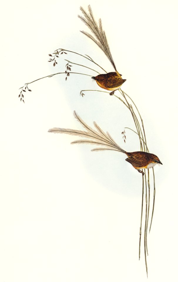 Emu Wren (tipiturus malachurus) illustrated by Elizabeth Gould (1804–1841) for John Gould’s (1804-1881) Birds of Australia (1972 Edition, 8 volumes). Digitally enhanced from our own facsimile book (1972 Edition, 8 volumes).