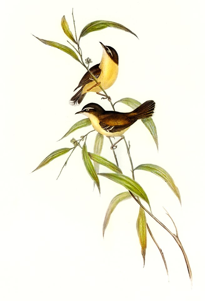 Buff-breasted scrubwren (Sericornis laevigaster) illustrated by Elizabeth Gould (1804–1841) for John Gould’s (1804-1881) Birds of Australia (1972 Edition, 8 volumes). Digitally enhanced from our own facsimile book (1972 Edition, 8 volumes).