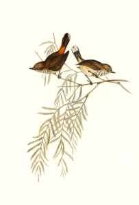 Red-rumped Acanthiza (Acanthiza pyrrhopygia) illustrated by Elizabeth Gould (1804–1841) for John Gould’s (1804-1881) Birds of Australia (1972 Edition, 8 volumes). Digitally enhanced from our own facsimile book (1972 Edition, 8 volumes).