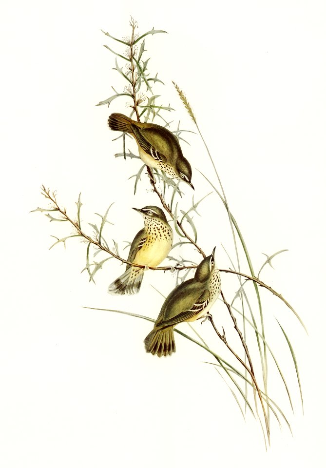Spotted Sericornis (Sericornis maculatus) illustrated by Elizabeth Gould (1804–1841) for John Gould’s (1804-1881) Birds of Australia (1972 Edition, 8 volumes). Digitally enhanced from our own facsimile book (1972 Edition, 8 volumes).