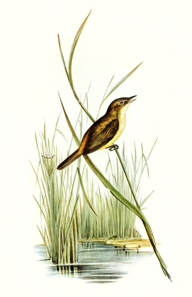 Reed Warbler (Acrocephalus Australis) illustrated by Elizabeth Gould (1804–1841) for John Gould’s (1804-1881) Birds of Australia (1972 Edition, 8 volumes). Digitally enhanced from our own facsimile book (1972 Edition, 8 volumes).