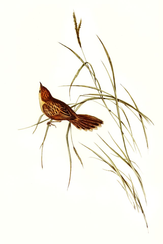 Great Warbler (Cysticola magna) illustrated by Elizabeth Gould (1804–1841) for John Gould’s (1804-1881) Birds of Australia (1972 Edition, 8 volumes). Digitally enhanced from our own facsimile book (1972 Edition, 8 volumes).