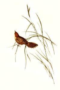 Great Warbler (Cysticola magna) illustrated by Elizabeth Gould (1804–1841) for John Gould’s (1804-1881) Birds of Australia (1972 Edition, 8 volumes). Digitally enhanced from our own facsimile book (1972 Edition, 8 volumes).