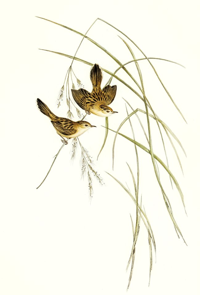 Lineated Warbler (Cysticola lineocapilla) illustrated by Elizabeth Gould (1804–1841) for John Gould’s (1804-1881) Birds of Australia (1972 Edition, 8 volumes). Digitally enhanced from our own facsimile book (1972 Edition, 8 volumes).