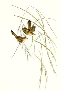 Lineated Warbler (Cysticola lineocapilla) illustrated by Elizabeth Gould (1804–1841) for John Gould’s (1804-1881) Birds of Australia (1972 Edition, 8 volumes). Digitally enhanced from our own facsimile book (1972 Edition, 8 volumes).