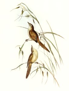Tawny Sphenoeacus (Phenoeacus galactotes) illustrated by Elizabeth Gould (1804–1841) for John Gould’s (1804-1881) Birds of Australia (1972 Edition, 8 volumes). Digitally enhanced from our own facsimile book (1972 Edition, 8 volumes).