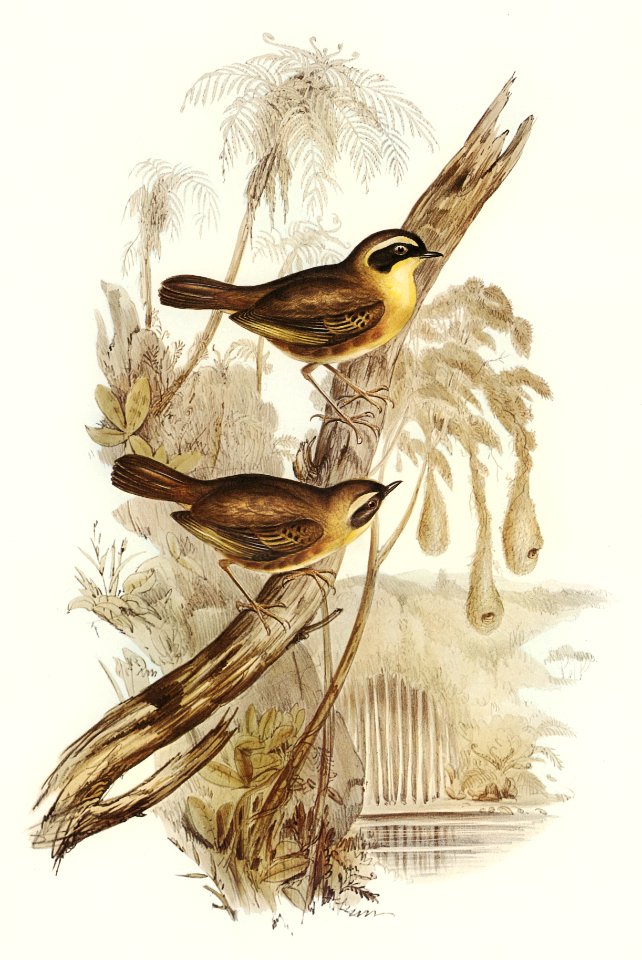 Yellow-throated Sericornis (Sericornis citreogularis) illustrated by Elizabeth Gould (1804–1841) for John Gould’s (1804-1881) Birds of Australia (1972 Edition, 8 volumes). Digitally enhanced from our own facsimile book (1972 Edition, 8 volumes).