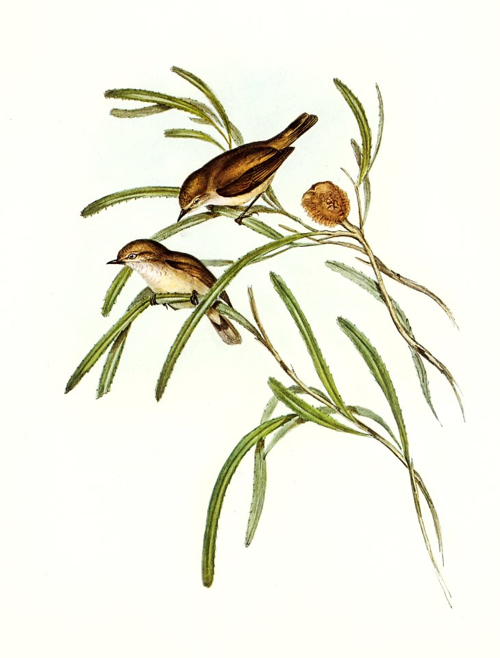 Plain-coloured Acanthiza (Acanthiza inornata) illustrated by Elizabeth Gould (1804–1841) for John Gould’s (1804-1881) Birds of Australia (1972 Edition, 8 volumes). Digitally enhanced from our own facsimile book (1972 Edition, 8 volumes).