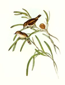 Plain-coloured Acanthiza (Acanthiza inornata) illustrated by Elizabeth Gould (1804–1841) for John Gould’s (1804-1881) Birds of Australia (1972 Edition, 8 volumes). Digitally enhanced from our own facsimile book (1972 Edition, 8 volumes).