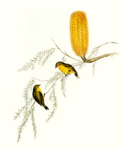 Little Acanthiza (Acanthiza nana) illustrated by Elizabeth Gould (1804–1841) for John Gould’s (1804-1881) Birds of Australia (1972 Edition, 8 volumes). Digitally enhanced from our own facsimile book (1972 Edition, 8 volumes).