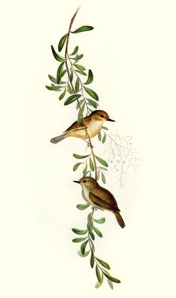Large-billed Sericornis (Sericornis magnirostris) illustrated by Elizabeth Gould (1804–1841) for John Gould’s (1804-1881) Birds of Australia (1972 Edition, 8 volumes). Digitally enhanced from our own facsimile book (1972 Edition, 8 volumes).