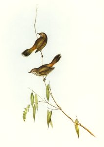 Western Acanthiza (Acanthiza apicalis) illustrated by Elizabeth Gould (1804–1841) for John Gould’s (1804-1881) Birds of Australia (1972 Edition, 8 volumes). Digitally enhanced from our own facsimile book (1972 Edition, 8 volumes).