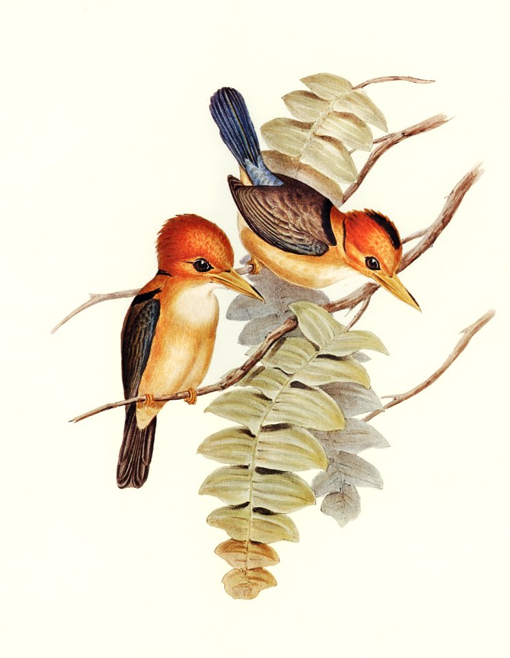 Yellow-billed Kingfisher (Halcyon flavirostris) illustrated by Elizabeth Gould (1804–1841) for John Gould’s (1804-1881) Birds of Australia (1972 Edition, 8 volumes). Digitally enhanced from our own facsimile book (1972 Edition, 8 volumes).