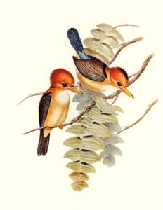 Yellow-billed Kingfisher (Halcyon flavirostris) illustrated by Elizabeth Gould (1804–1841) for John Gould’s (1804-1881) Birds of Australia (1972 Edition, 8 volumes). Digitally enhanced from our own facsimile book (1972 Edition, 8 volumes).. Free illustration for personal and commercial use.