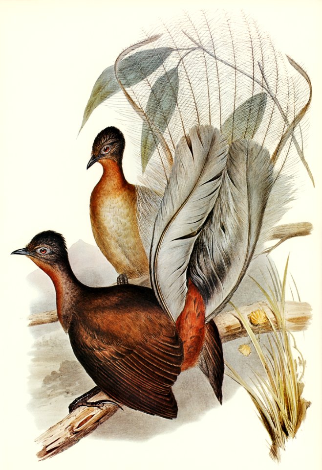 Albert Lyre-Bird (Menura Alberti) illustrated by Elizabeth Gould (1804–1841) for John Gould’s (1804-1881) Birds of Australia (1972 Edition, 8 volumes). Digitally enhanced from our own facsimile book (1972 Edition, 8 volumes).