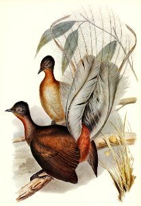 Albert Lyre-Bird (Menura Alberti) illustrated by Elizabeth Gould (1804–1841) for John Gould’s (1804-1881) Birds of Australia (1972 Edition, 8 volumes). Digitally enhanced from our own facsimile book (1972 Edition, 8 volumes).