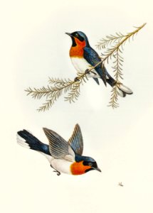 White-bellied Flycatcher (Monarcha albiventris) illustrated by Elizabeth Gould (1804–1841) for John Gould’s (1804-1881) Birds of Australia (1972 Edition, 8 volumes). Digitally enhanced from our own facsimile book (1972 Edition, 8 volumes).