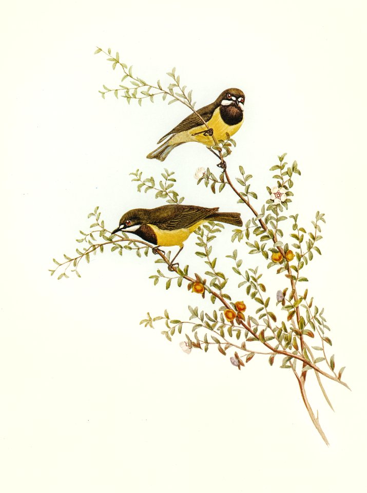 Masked Gerygone (Gerygone personata) illustrated by Elizabeth Gould (1804–1841) for John Gould’s (1804-1881) Birds of Australia (1972 Edition, 8 volumes). Digitally enhanced from our own facsimile book (1972 Edition, 8 volumes).