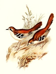 Eastern Scrub-Robin (Drymodes superciliaris) illustrated by Elizabeth Gould (1804–1841) for John Gould’s (1804-1881) Birds of Australia (1972 Edition, 8 volumes). Digitally enhanced from our own facsimile book (1972 Edition, 8 volumes).. Free illustration for personal and commercial use.