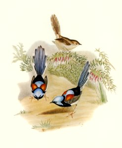 Lovely Wren (Malurus amabilis) illustrated by Elizabeth Gould (1804–1841) for John Gould’s (1804-1881) Birds of Australia (1972 Edition, 8 volumes). Digitally enhanced from our own facsimile book (1972 Edition, 8 volumes).. Free illustration for personal and commercial use.