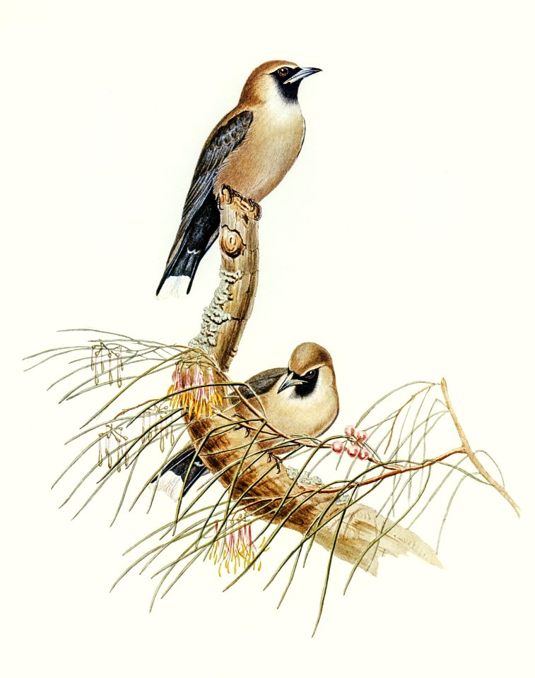 Black-faced Wood-Swallow (Artamus melanops) illustrated by Elizabeth Gould (1804–1841) for John Gould’s (1804-1881) Birds of Australia (1972 Edition, 8 volumes). Digitally enhanced from our own facsimile book (1972 Edition, 8 volumes).