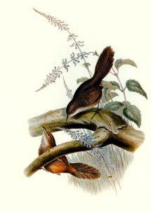 Rufescent Scrub-Bird (Atrichia rufescens) illustrated by Elizabeth Gould (1804–1841) for John Gould’s (1804-1881) Birds of Australia (1972 Edition, 8 volumes). Digitally enhanced from our own facsimile book (1972 Edition, 8 volumes).