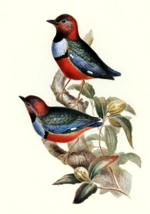 Macklot's Pitta (Pitta Mackloti) illustrated by Elizabeth Gould (1804–1841) for John Gould’s (1804-1881) Birds of Australia (1972 Edition, 8 volumes). Digitally enhanced from our own facsimile book (1972 Edition, 8 volumes).