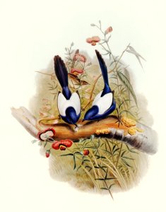 White-backed Superb Warbler (Malurus leuconotus) illustrated by Elizabeth Gould (1804–1841) for John Gould’s (1804-1881) Birds of Australia (1972 Edition, 8 volumes). Digitally enhanced from our own facsimile book (1972 Edition, 8 volumes).