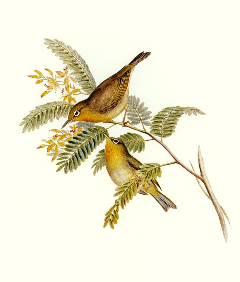 Slender-billed Zosterops (Zosterops tenuirostris) illustrated by Elizabeth Gould (1804–1841) for John Gould’s (1804-1881) Birds of Australia (1972 Edition, 8 volumes). Digitally enhanced from our own facsimile book (1972 Edition, 8 volumes).
