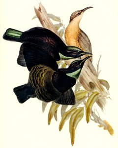 Victoria Rifle-bird (Ptiloris Victoriae) illustrated by Elizabeth Gould (1804–1841) for John Gould’s (1804-1881) Birds of Australia (1972 Edition, 8 volumes). Digitally enhanced from our own facsimile book (1972 Edition, 8 volumes).