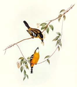 Yellow-breasted Flycatcher (Machaerirhynchus flaviventer) illustrated by Elizabeth Gould (1804–1841) for John Gould’s (1804-1881) Birds of Australia (1972 Edition, 8 volumes). Digitally enhanced from our own facsimile book (1972 Edition, 8 volumes).